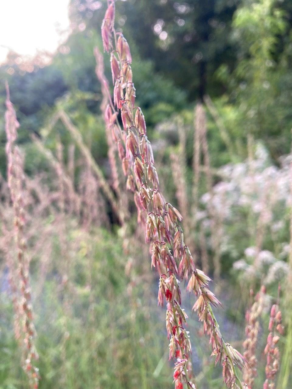 G0120 Grass, Bouteloua Curtipendula - View 13 from www redcrocus com