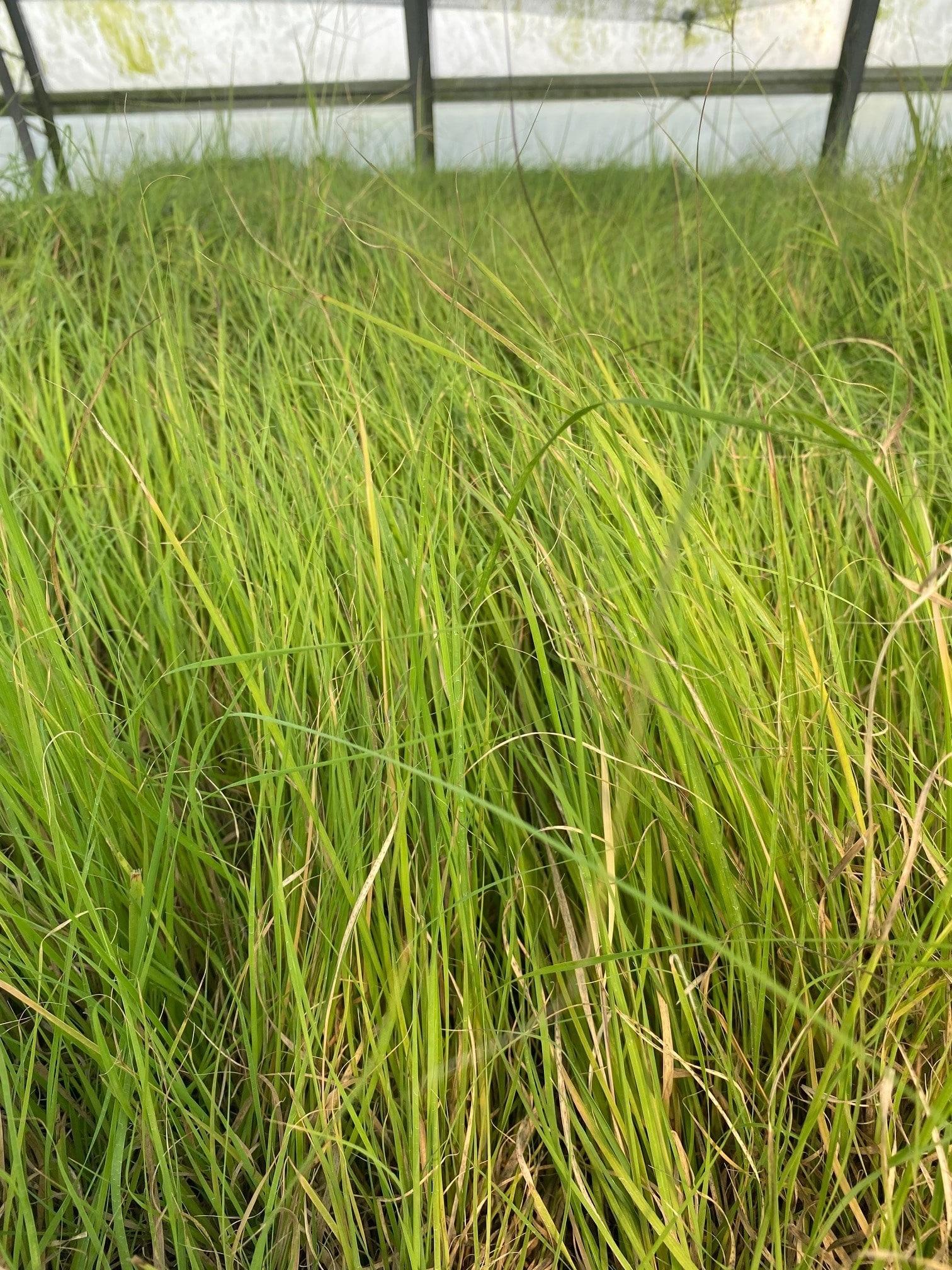 G0120 Grass, Bouteloua Curtipendula - View 14 from www redcrocus com