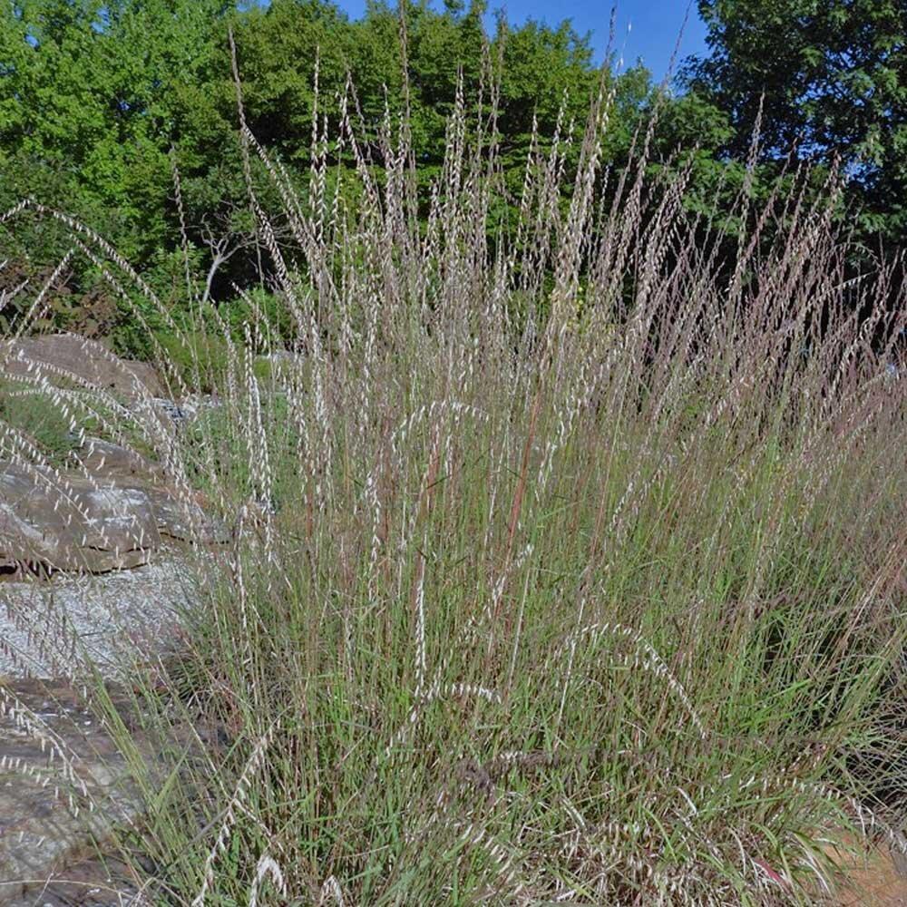 G0120 Grass, Bouteloua Curtipendula - View 18 from www redcrocus com