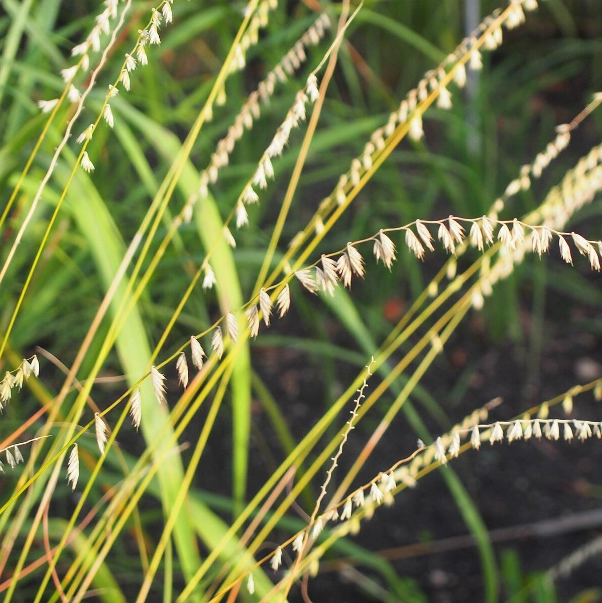 G0120 Grass, Bouteloua Curtipendula - View 23 from www redcrocus com
