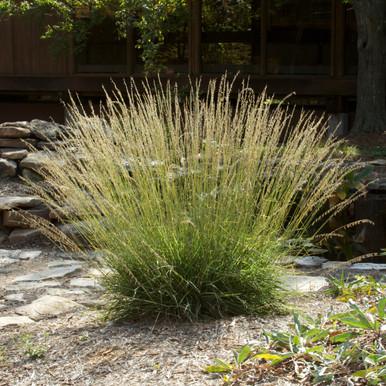 G0120 Grass, Bouteloua Curtipendula - View 26 from www redcrocus com