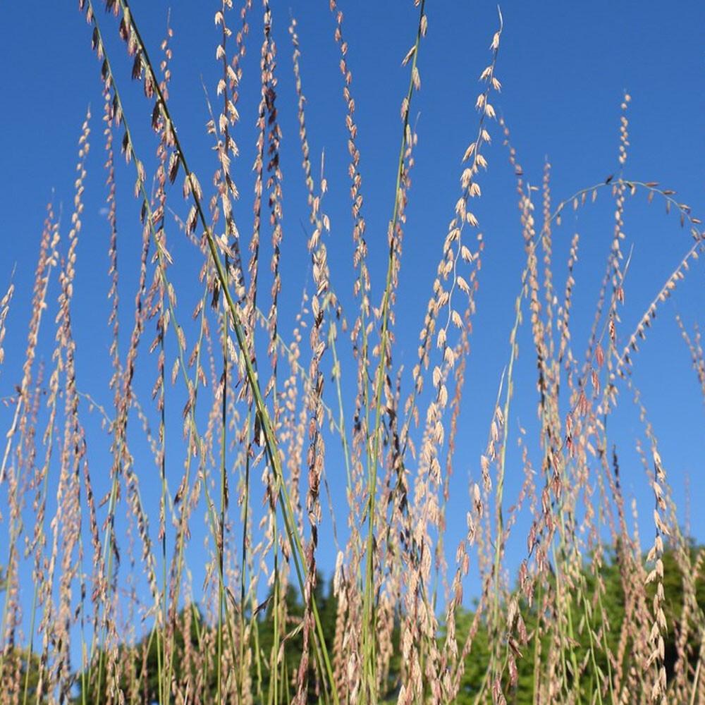 G0120 Grass, Bouteloua Curtipendula - View 30 from www redcrocus com