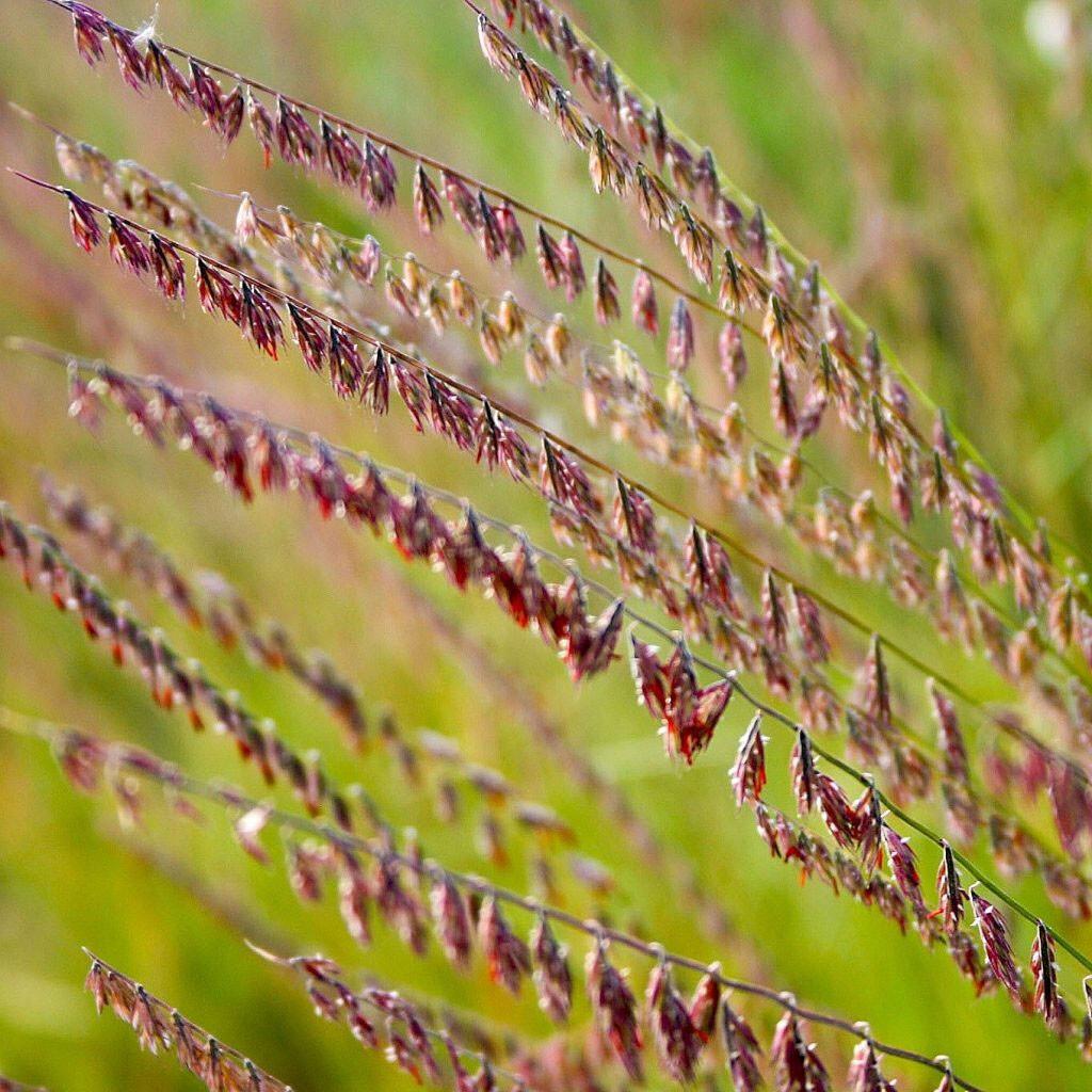 G0120 Grass, Bouteloua Curtipendula - View 3 from www redcrocus com