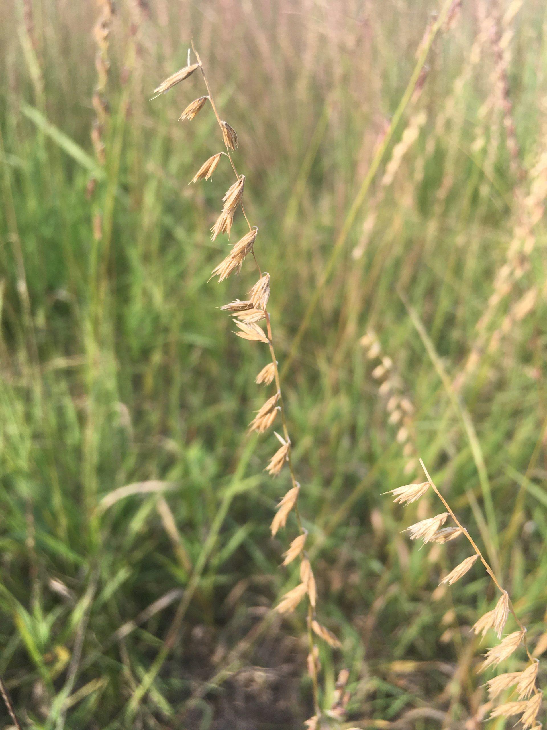 G0120 Grass, Bouteloua Curtipendula - View 4 from www redcrocus com