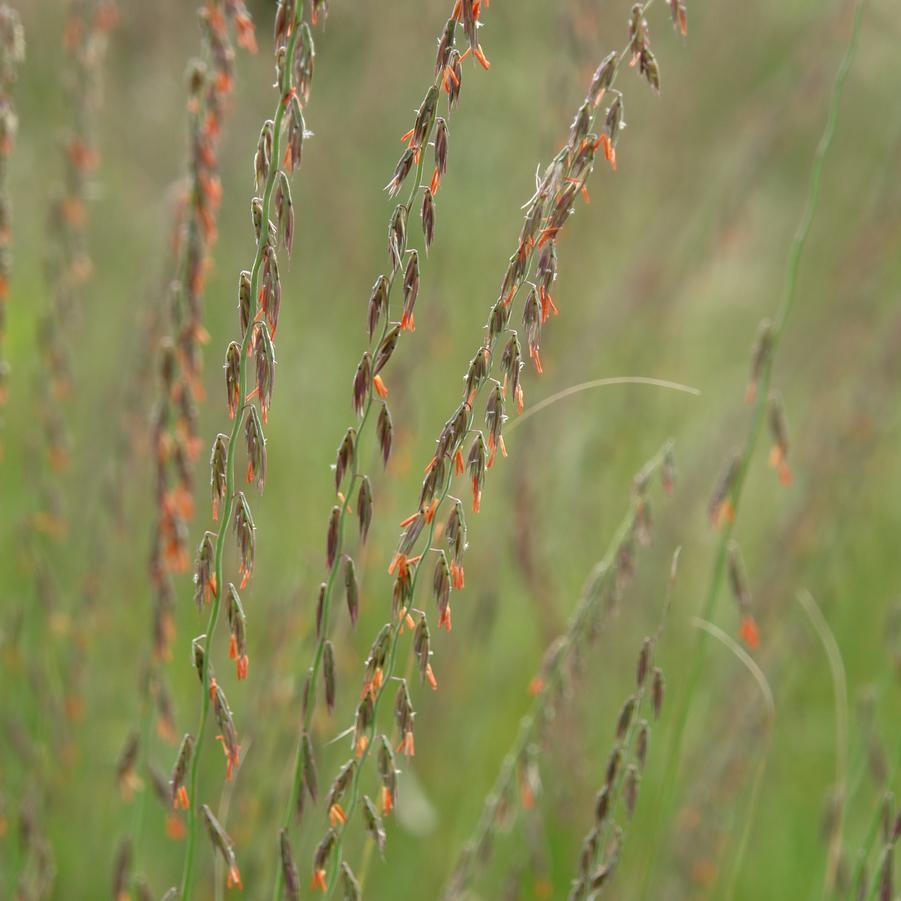 G0120 Grass, Bouteloua Curtipendula - View 8 from www redcrocus com