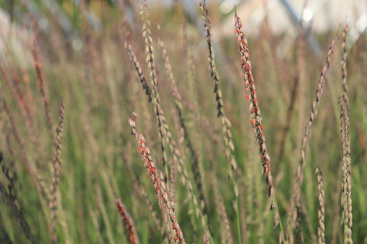 G0120 Grass, Bouteloua Curtipendula - View 9 from www redcrocus com