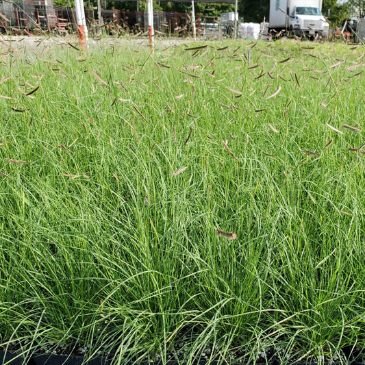 G0121 Grass Bouteloua Gracilis - View 10 from www redcrocus com