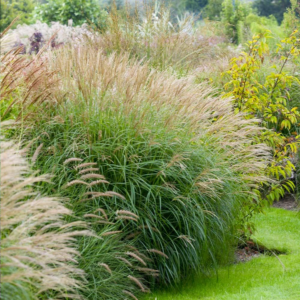 G0124 Grass, Miscanthus Sinensis 'adagio' - View 10 from www redcrocus com