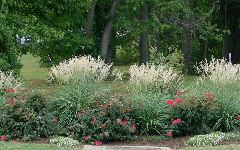 G0124 Grass, Miscanthus Sinensis 'adagio' - View 11 from www redcrocus com