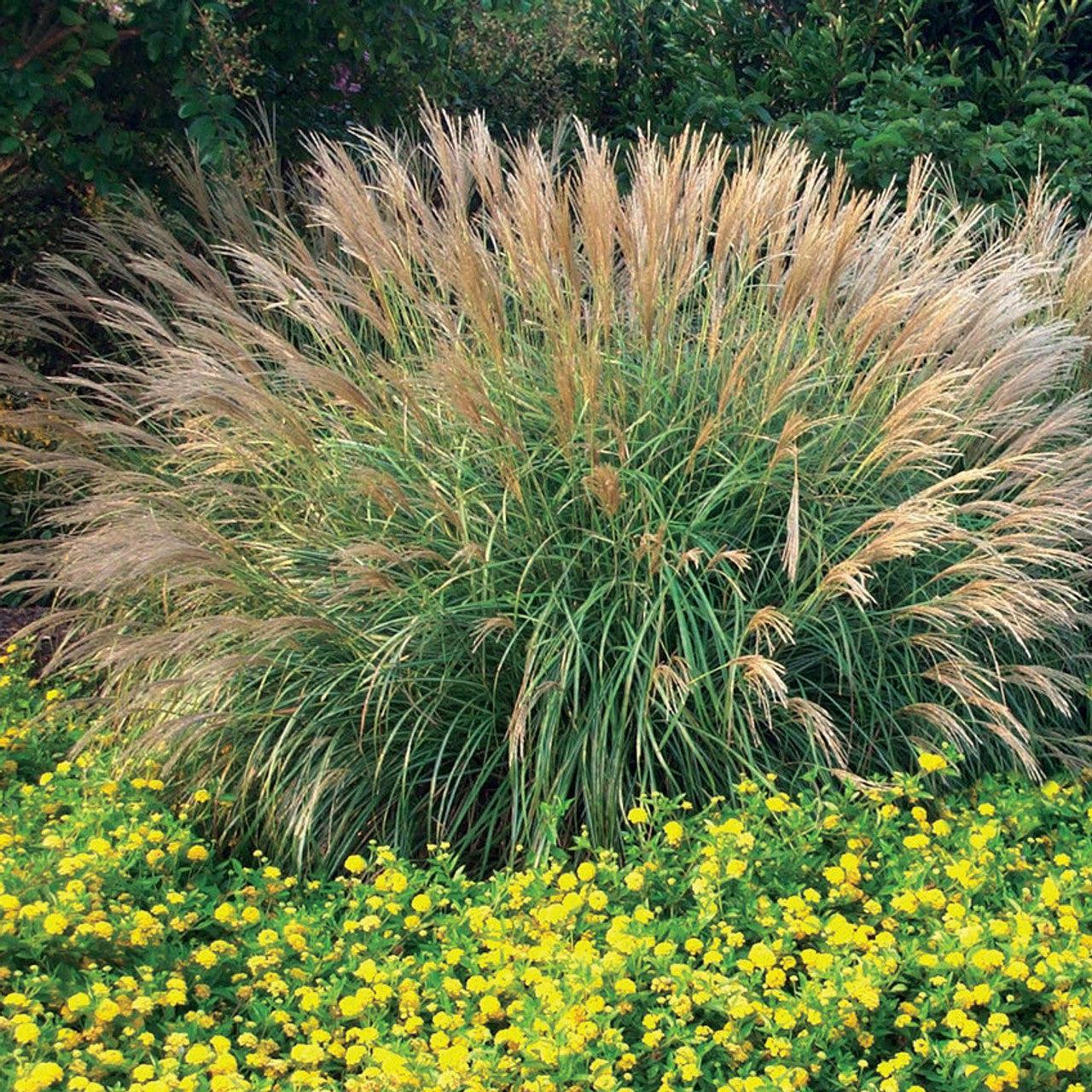 G0124 Grass, Miscanthus Sinensis 'adagio' - View 13 from www redcrocus com