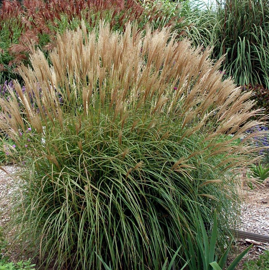 G0124 Grass, Miscanthus Sinensis 'adagio' - View 14 from www redcrocus com