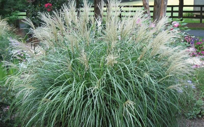 G0124 Grass, Miscanthus Sinensis 'adagio' - View 16 from www redcrocus com