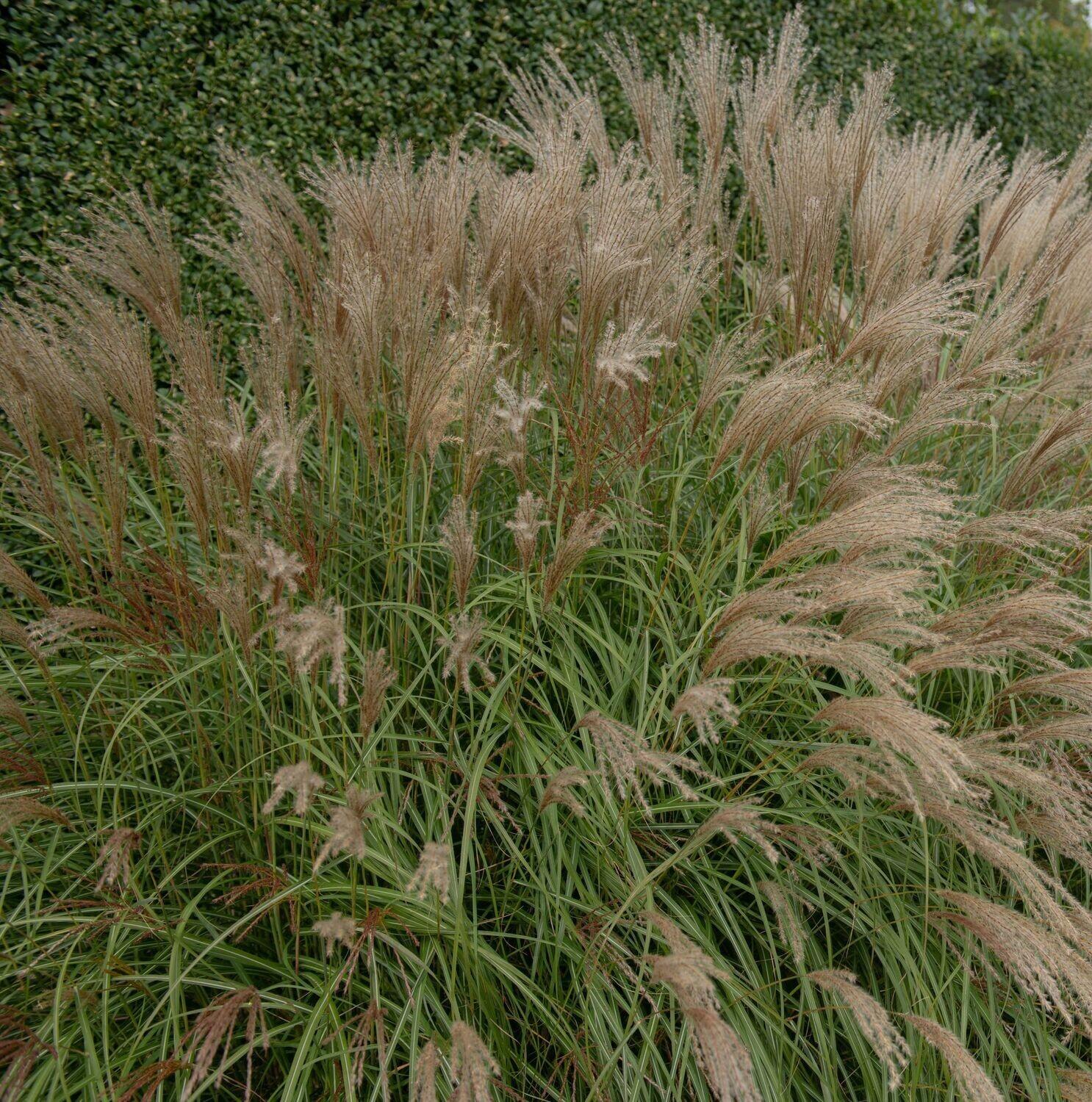 G0124 Grass, Miscanthus Sinensis 'adagio' - View 17 from www redcrocus com