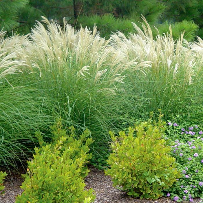 G0124 Grass, Miscanthus Sinensis 'adagio' - View 18 from www redcrocus com