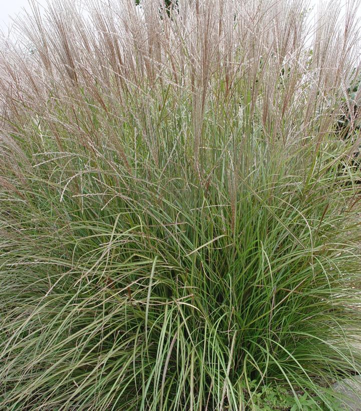 G0124 Grass, Miscanthus Sinensis 'adagio' - View 20 from www redcrocus com