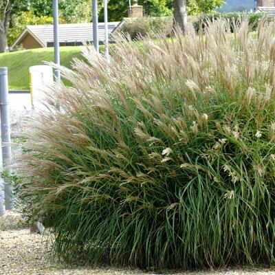 G0124 Grass, Miscanthus Sinensis 'adagio' - View 22 from www redcrocus com