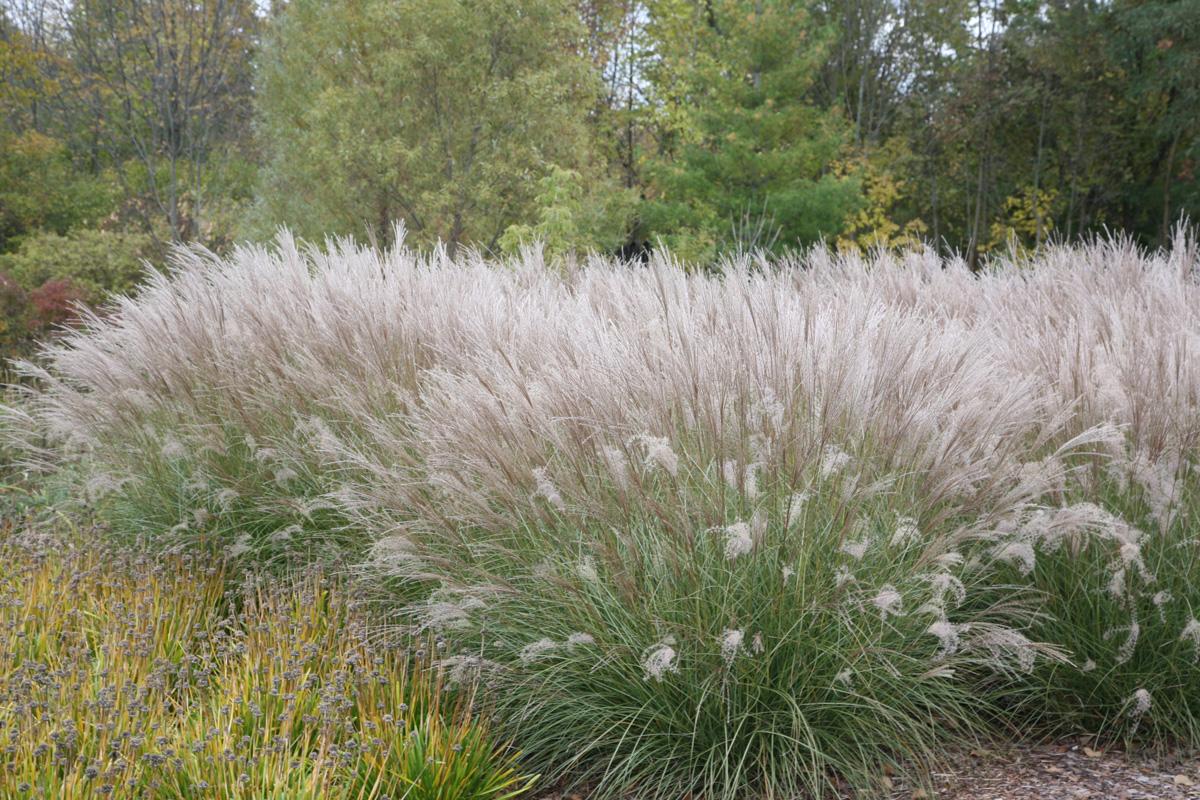 G0124 Grass, Miscanthus Sinensis 'adagio' - View 23 from www redcrocus com