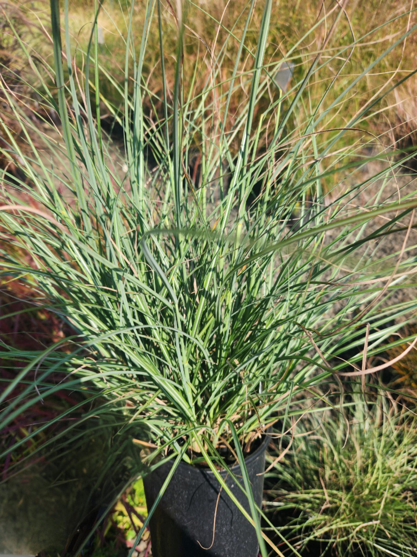 G0124 Grass, Miscanthus Sinensis 'adagio' - View 24 from www redcrocus com