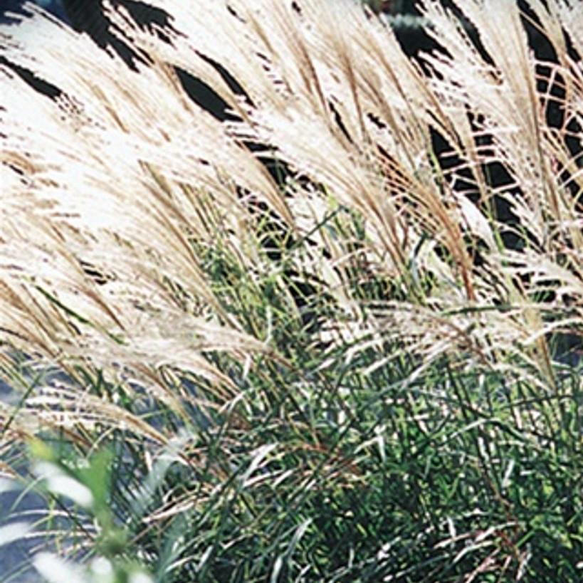 G0124 Grass, Miscanthus Sinensis 'adagio' - View 27 from www redcrocus com