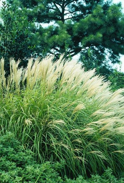 G0124 Grass, Miscanthus Sinensis 'adagio' - View 28 from www redcrocus com