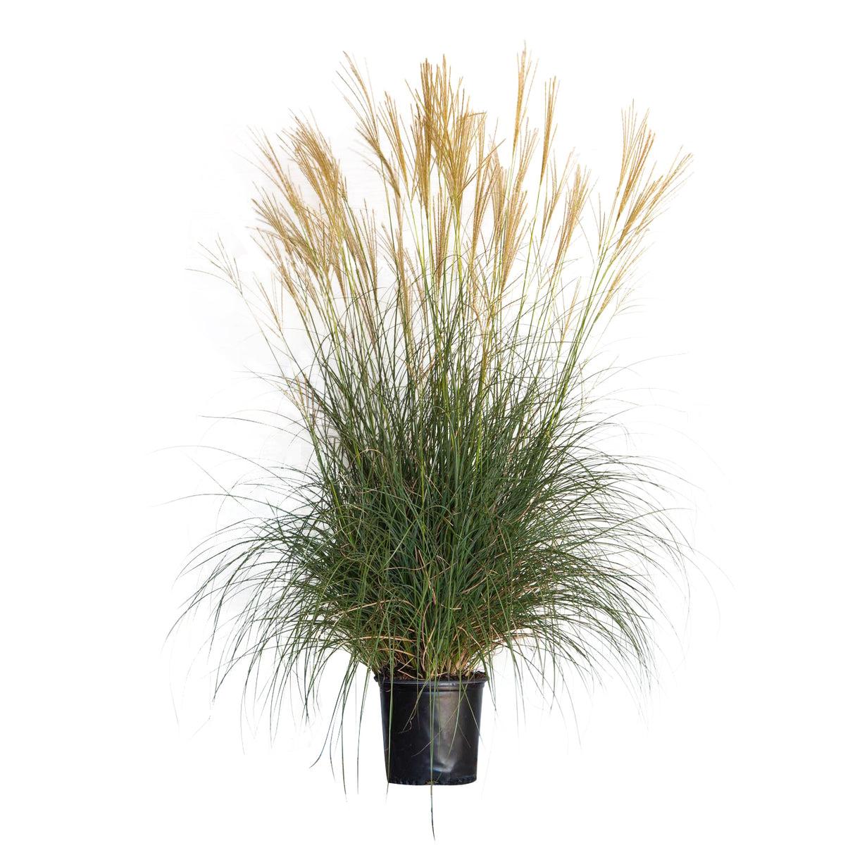 G0124 Grass, Miscanthus Sinensis 'adagio' - View 29 from www redcrocus com