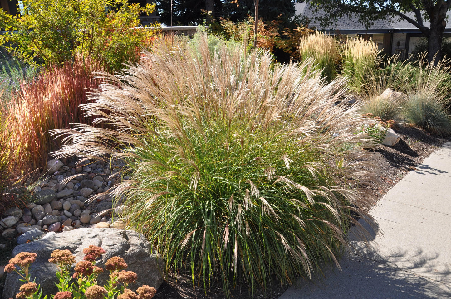 G0124 Grass, Miscanthus Sinensis 'adagio' - View 2 from www redcrocus com