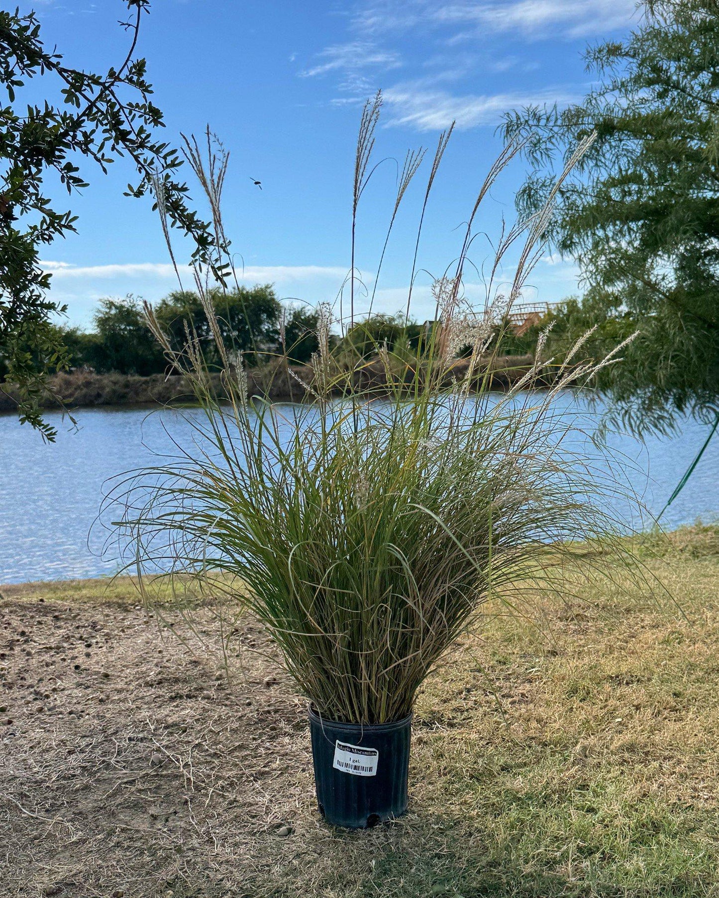 G0124 Grass, Miscanthus Sinensis 'adagio' - View 30 from www redcrocus com