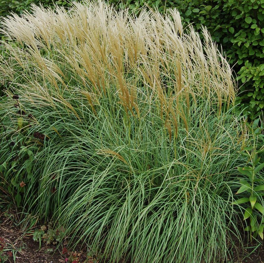 G0124 Grass, Miscanthus Sinensis 'adagio' - View 31 from www redcrocus com