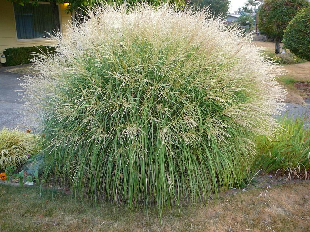 G0124 Grass, Miscanthus Sinensis 'adagio' - View 32 from www redcrocus com