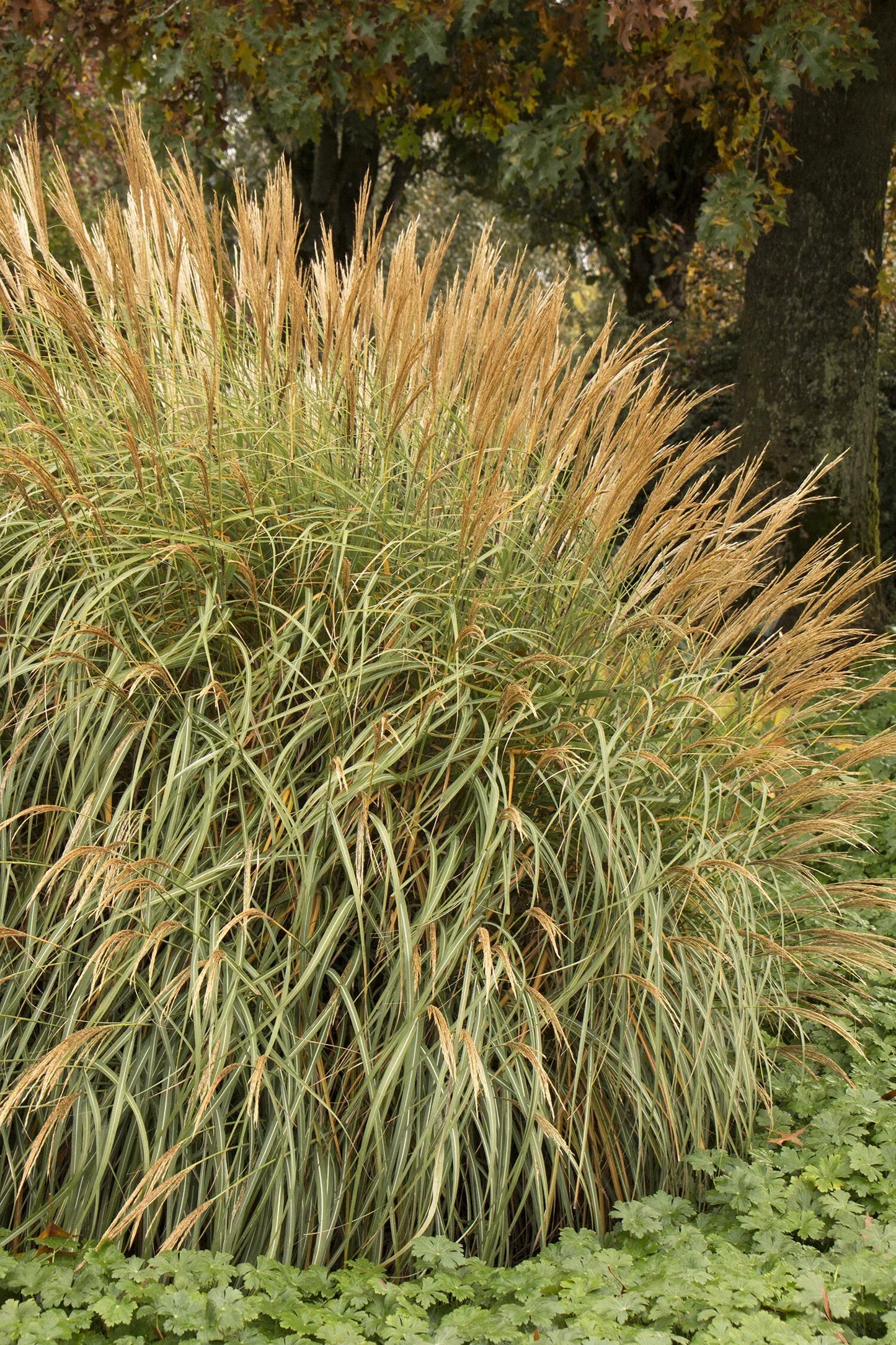 G0124 Grass, Miscanthus Sinensis 'adagio' - View 36 from www redcrocus com