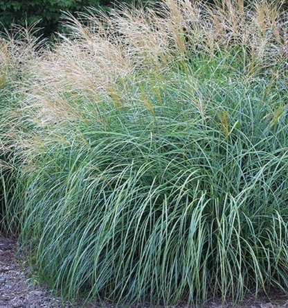 G0124 Grass, Miscanthus Sinensis 'adagio' - View 38 from www redcrocus com