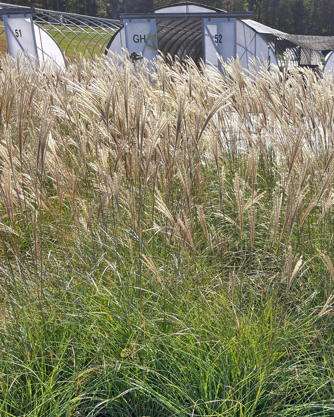 G0124 Grass, Miscanthus Sinensis 'adagio' - View 39 from www redcrocus com