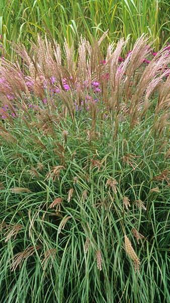 G0124 Grass, Miscanthus Sinensis 'adagio' - View 5 from www redcrocus com