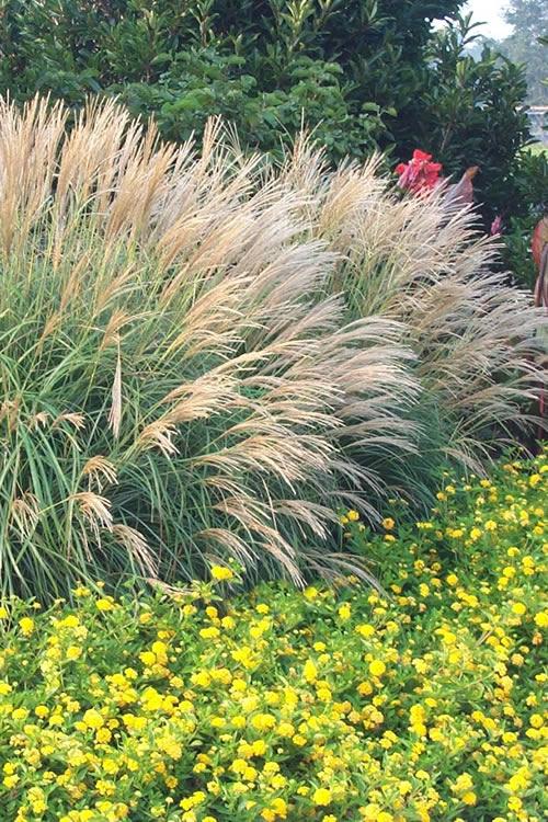 G0124 Grass, Miscanthus Sinensis 'adagio' - View 6 from www redcrocus com