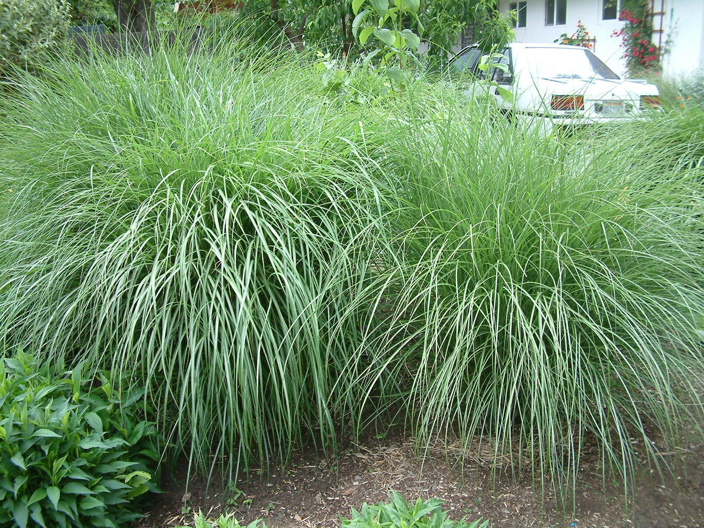 G0124 Grass, Miscanthus Sinensis 'adagio' - View 7 from www redcrocus com