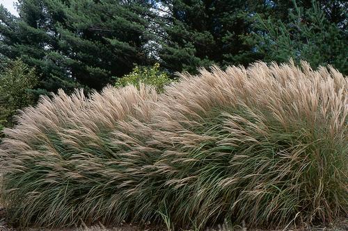G0124 Grass, Miscanthus Sinensis 'adagio' - View 9 from www redcrocus com