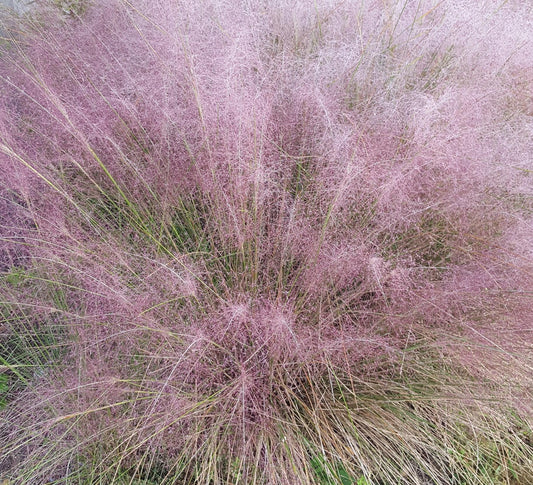 G0132 Grass Muhlenbergia Capillaris - View 13 from www redcrocus com