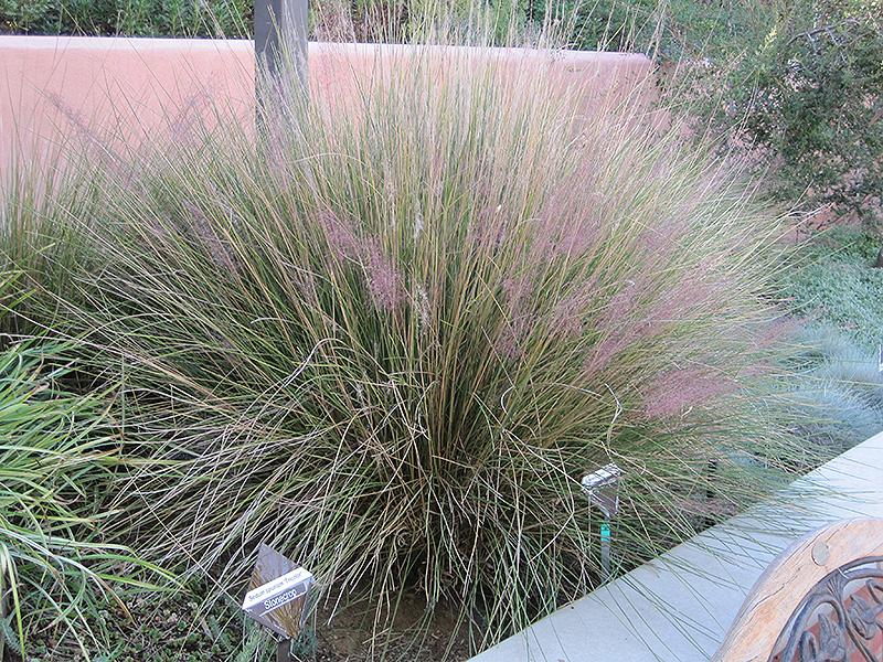 G0132 Grass Muhlenbergia Capillaris - View 17 from www redcrocus com