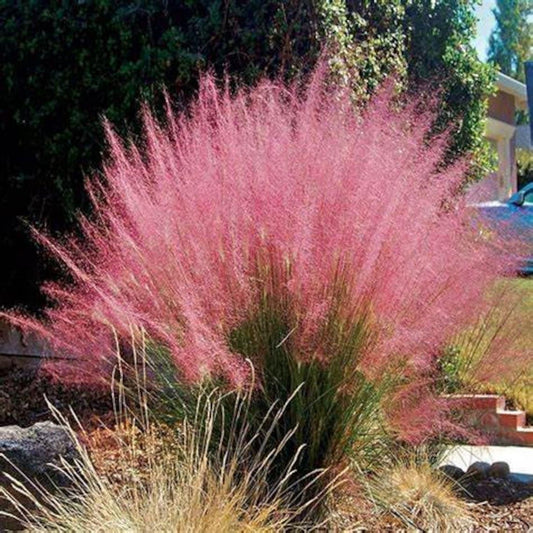 G0132 Grass Muhlenbergia Capillaris - View 1 from www redcrocus com