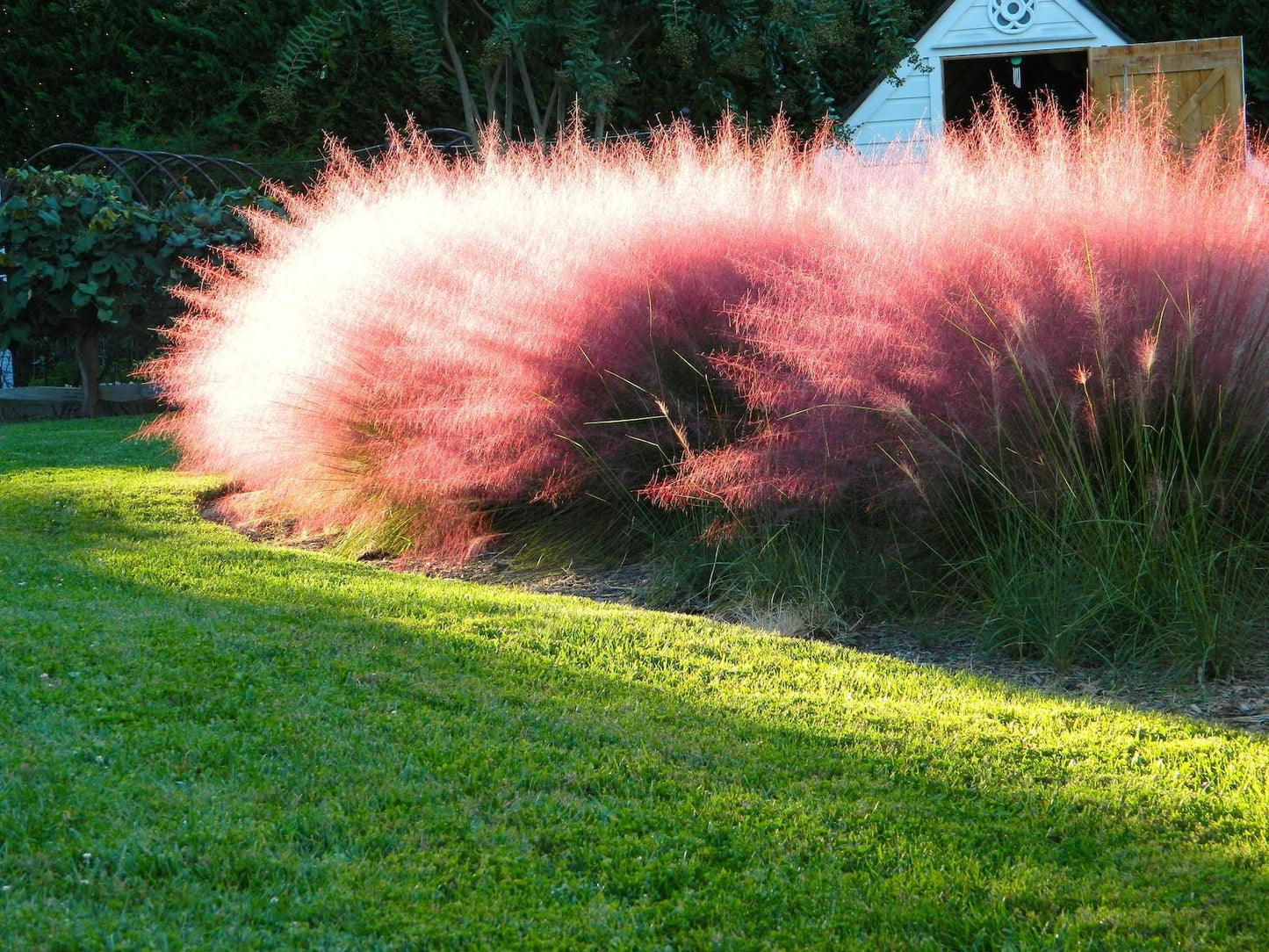 G0132 Grass Muhlenbergia Capillaris - View 2 from www redcrocus com