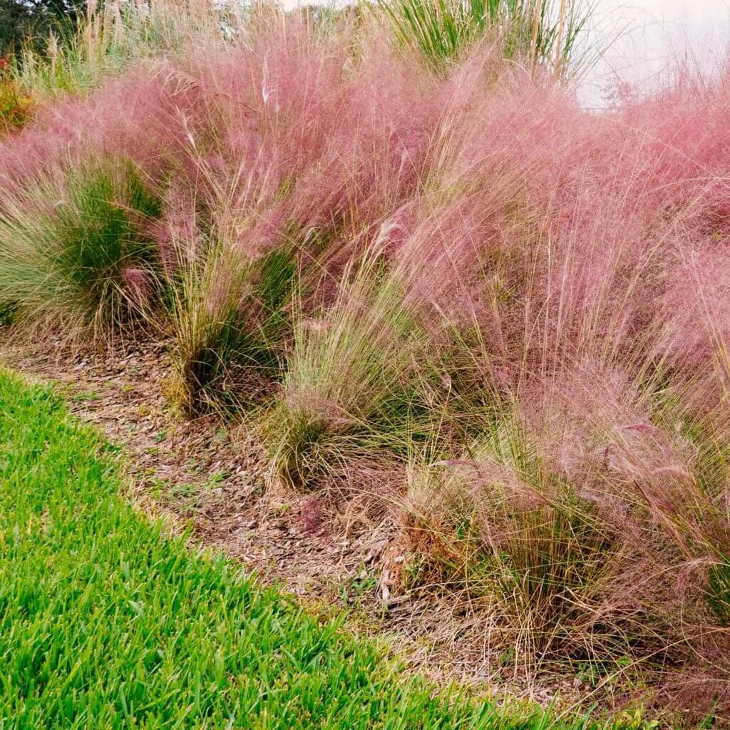 G0132 Grass Muhlenbergia Capillaris - View 6 from www redcrocus com