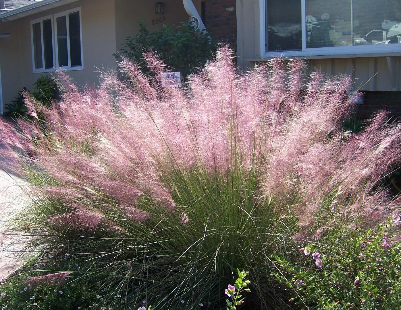 G0132 Grass Muhlenbergia Capillaris - View 9 from www redcrocus com