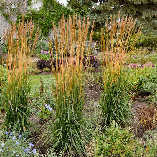 G0133 Grass Sorghastrum Nutans - View 10 from www redcrocus com