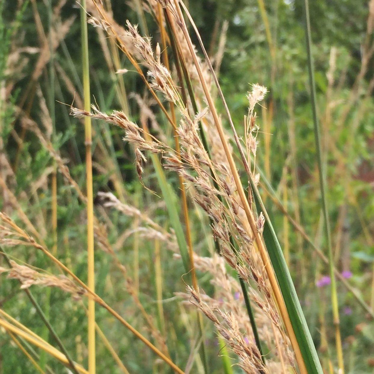 G0133 Grass Sorghastrum Nutans - View 12 from www redcrocus com