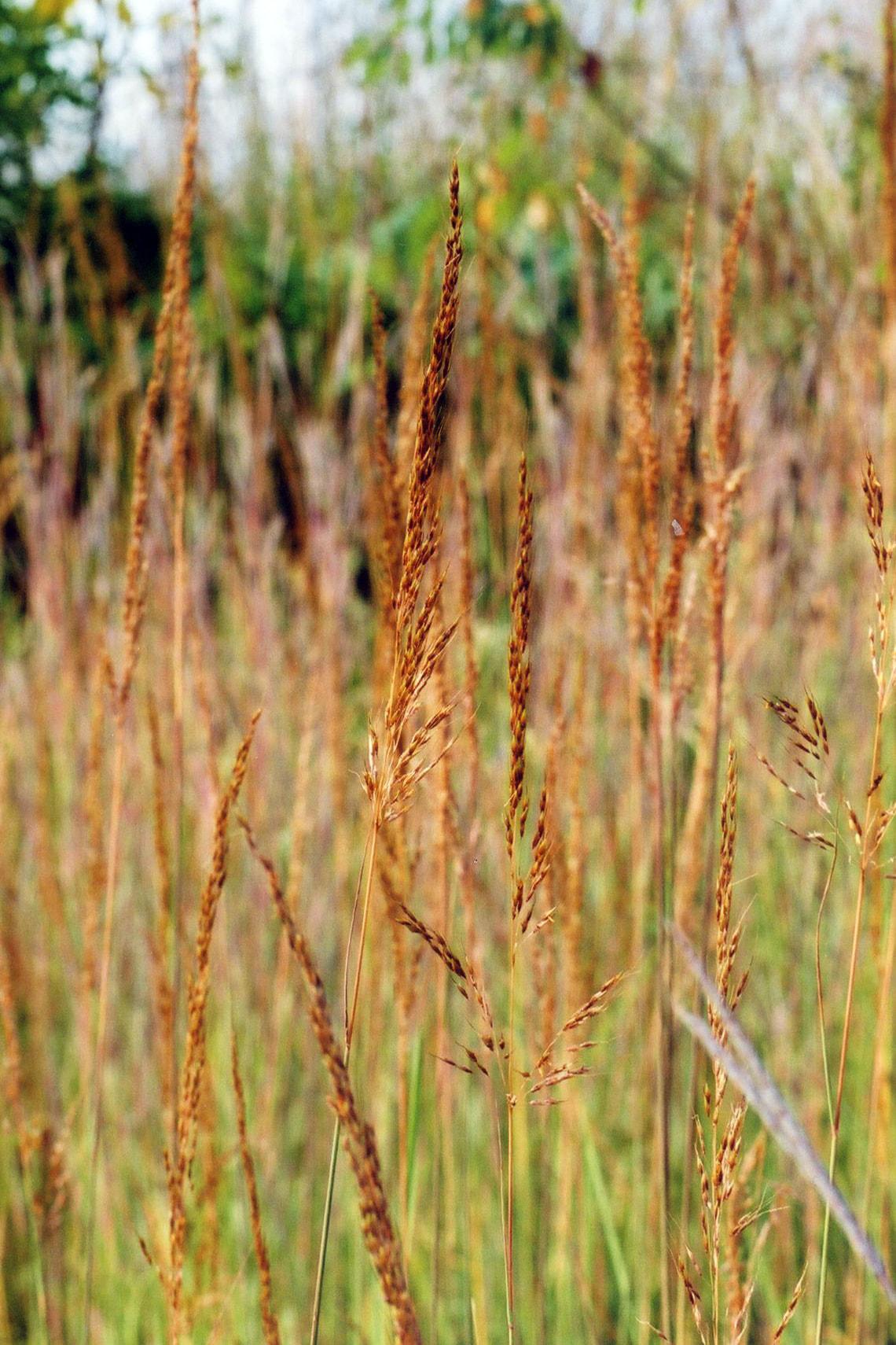 G0133 Grass Sorghastrum Nutans - View 14 from www redcrocus com