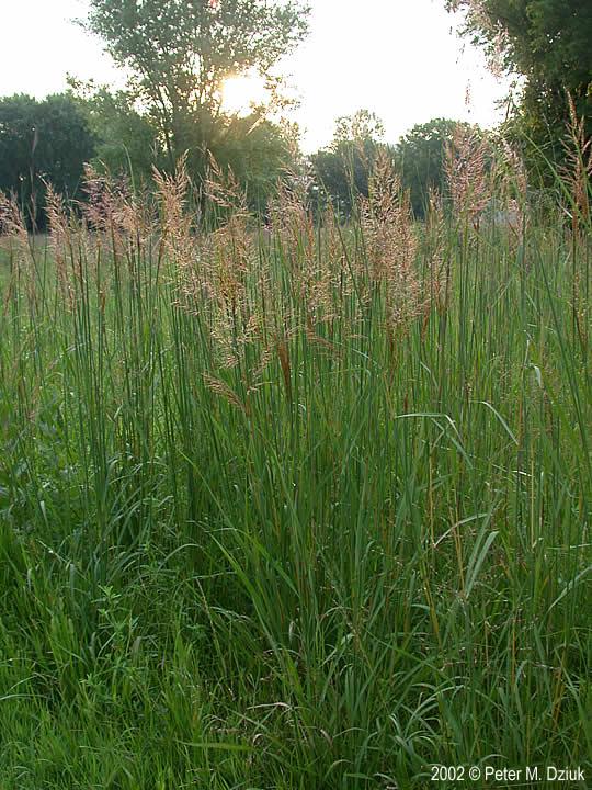 G0133 Grass Sorghastrum Nutans - View 17 from www redcrocus com
