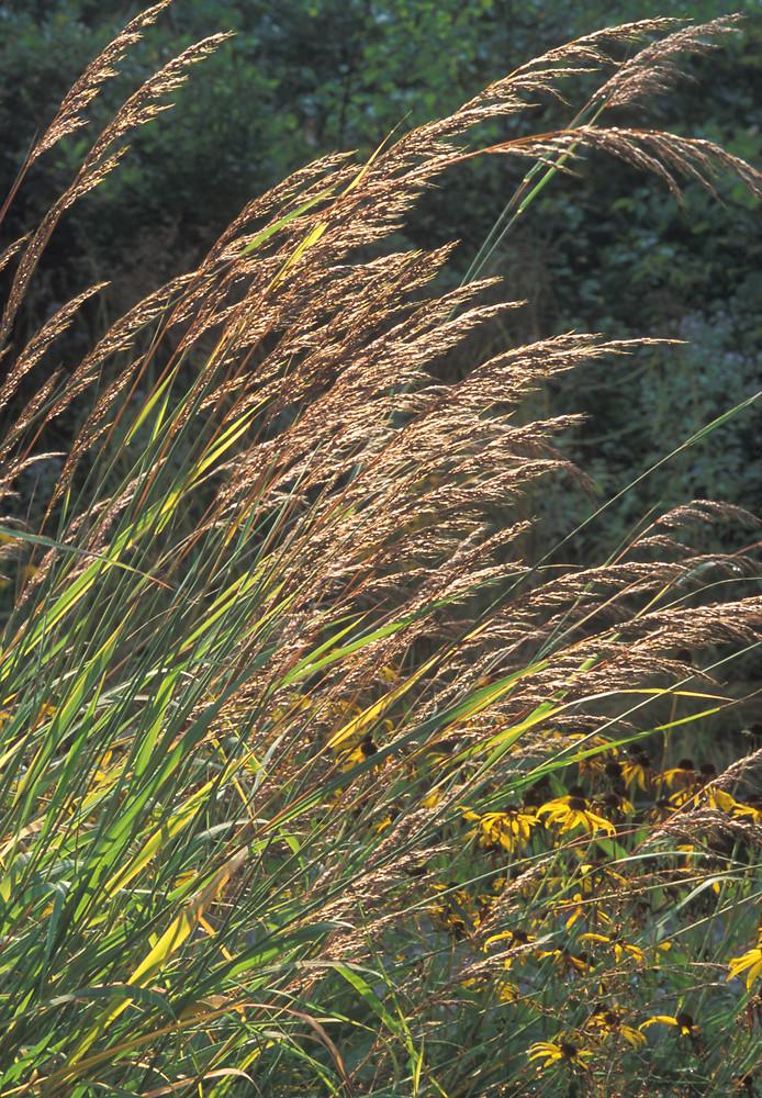G0133 Grass Sorghastrum Nutans - View 18 from www redcrocus com