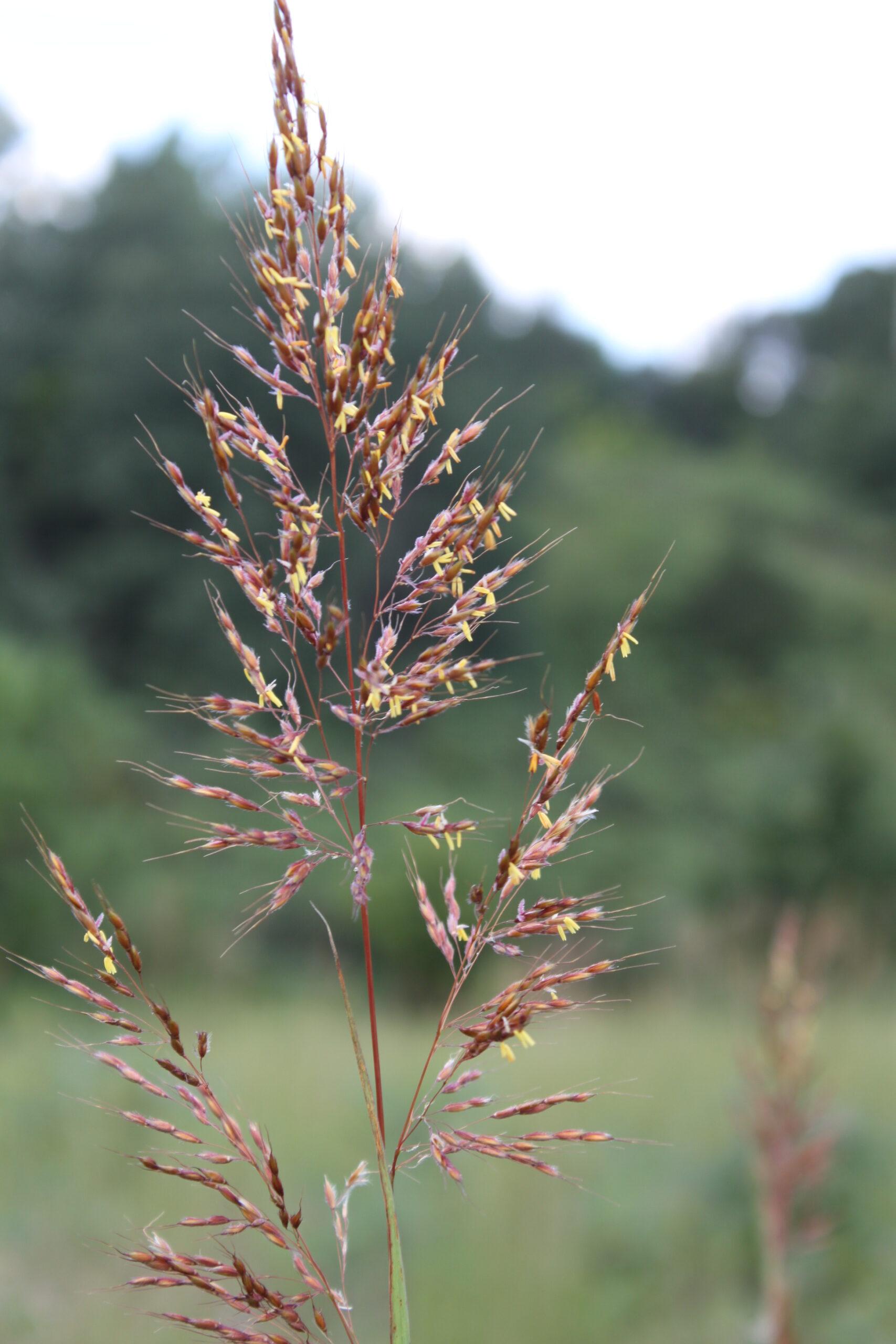G0133 Grass Sorghastrum Nutans - View 19 from www redcrocus com