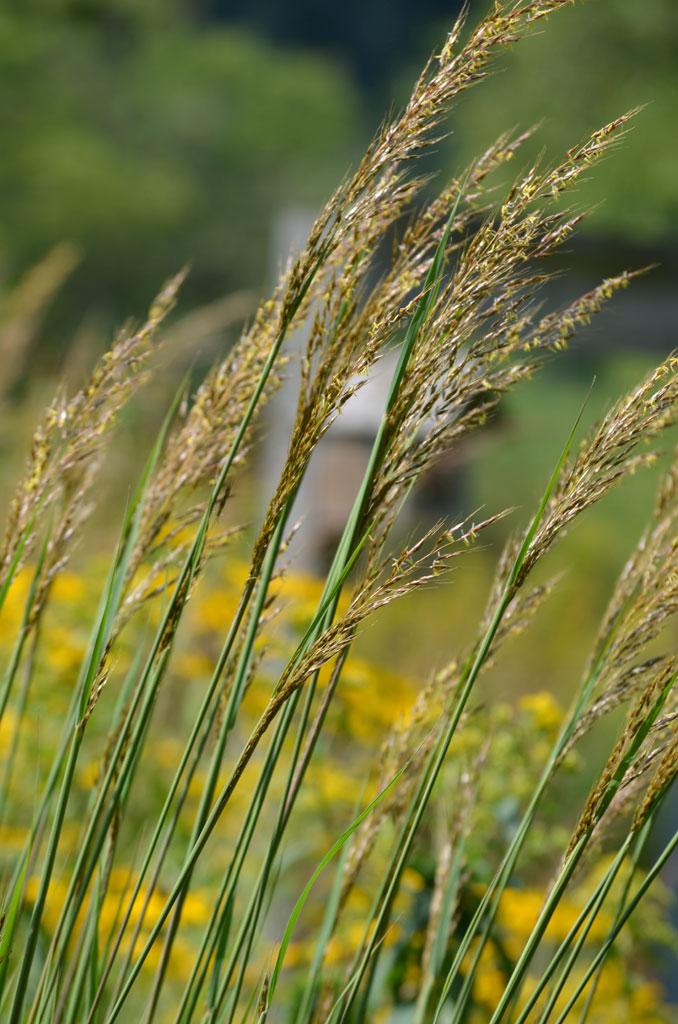 G0133 Grass Sorghastrum Nutans - View 3 from www redcrocus com