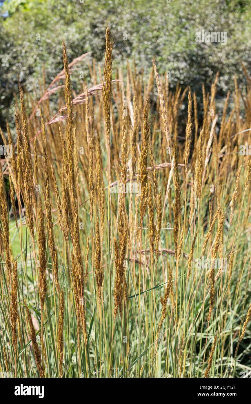 G0133 Grass Sorghastrum Nutans - View 9 from www redcrocus com